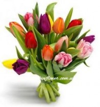 11 colorful tulips